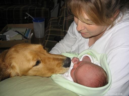 Подготовка собаки к рождению ребенка