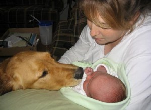 Подготовка собаки к рождению ребенка