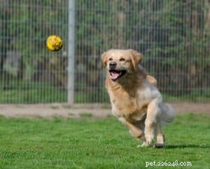 ТРЮК С СОБАКОЙ:научите собаку приносить мяч