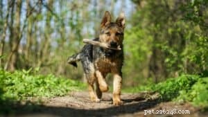 강아지 트릭:강아지 Fetch 교육