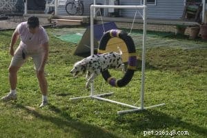 Lingo per l addestramento del cane 