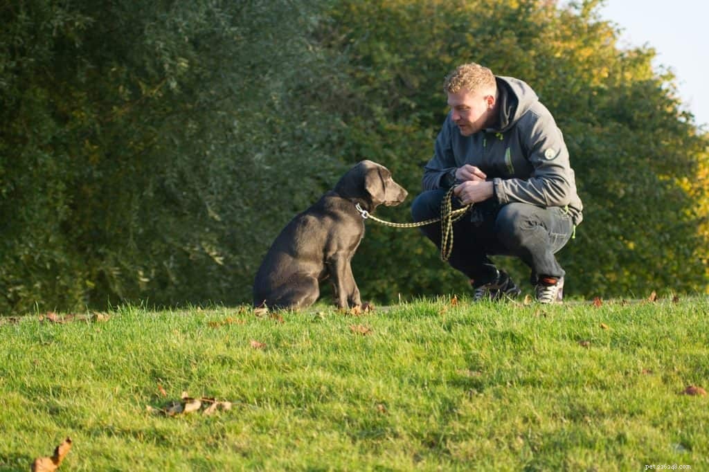 Wiens makkelijkst te trainen, de hond of zijn baasje?