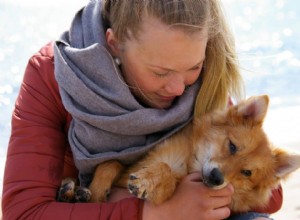 Connaître ces 5 techniques pour caresser votre chien devrait améliorer votre relation avec lui