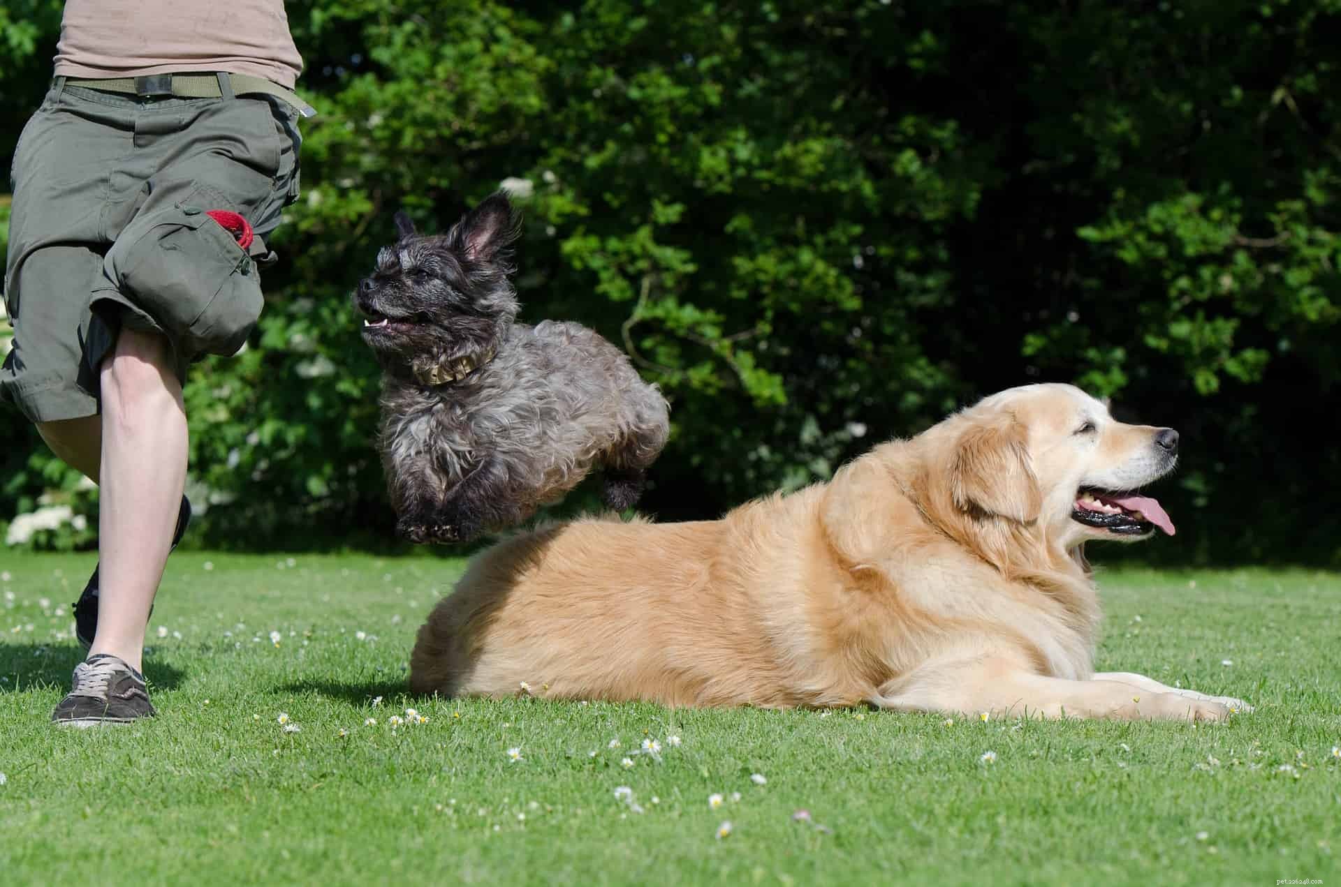 犬の訓練について誰もが知っておくべき15の事実パート2 