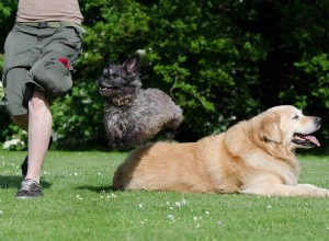 15 fatos que todos devem saber sobre o treinamento de cães, parte 2