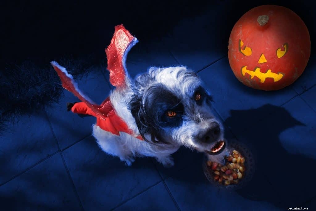 Hoe maak je van Halloween een echte traktatie voor je hond