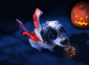Hur man gör Halloween till en riktig njutning för din hund