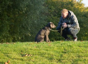 O adestramento de cães é muito mais do que obediência a cães