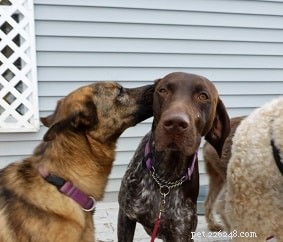 De vele hulpmiddelen van gehoorzaamheidstraining voor honden