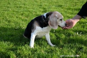 Bewijsopdrachten voor positieve gehoorzaamheid van honden