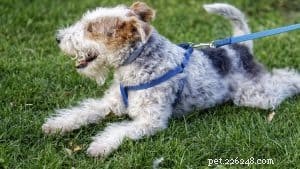Hondenlijnvergelijkingen:een gids voor het selecteren van een essentieel trainingshulpmiddel