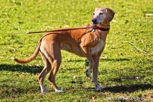 Jämförelser med hundkoppel:En guide för att välja ett viktigt träningsverktyg