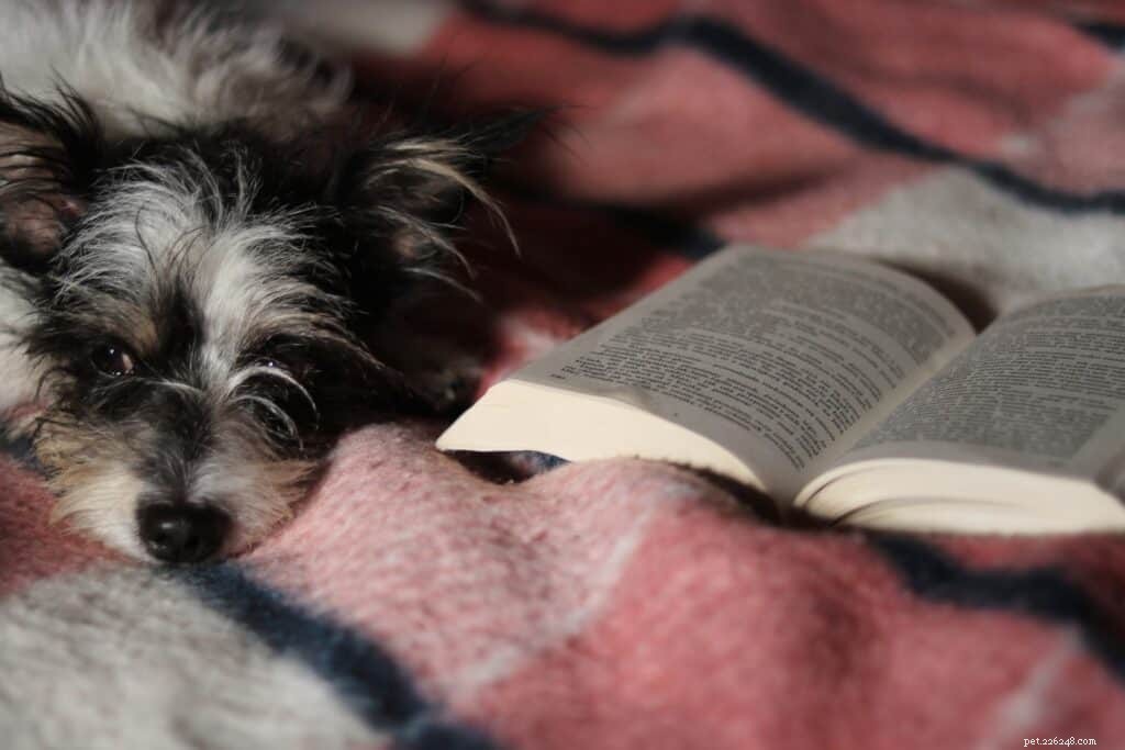 Livros sobre cães surdos