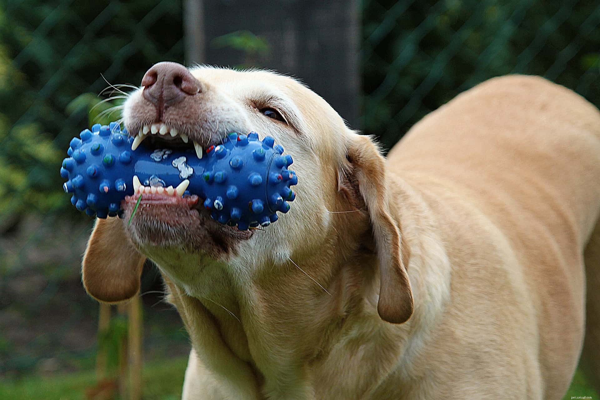 TRUQUE DO CÃO:ensine seu cão a limpar seus brinquedos