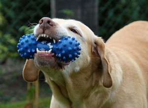 DOG TRICK：犬におもちゃを片付けるように教えてください 