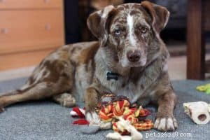 TRUCCO CON IL CANE:insegna al tuo cane a pulire i suoi giocattoli