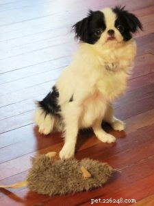 TRUQUE DO CÃO:ensine seu cão a limpar seus brinquedos