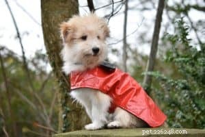 Puppy-commando s