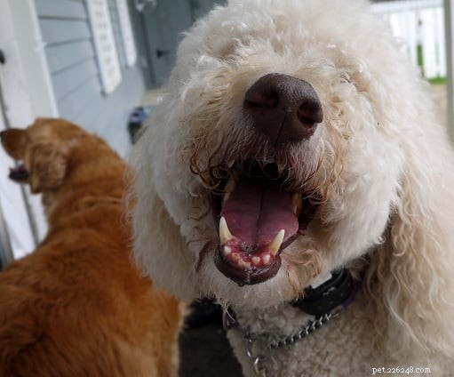 15 fakta som alla borde veta om hundträning