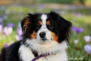Vårtrim för din hund:dags att uppdatera sina kommandon