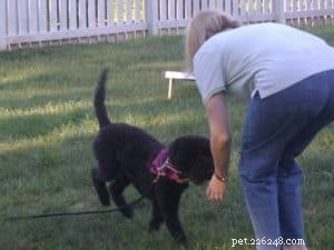 Hoe je gehoorzaamheidscommando s voor honden beter kunt gebruiken
