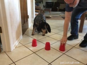 Mentale stimulatie-oefeningen voor honden