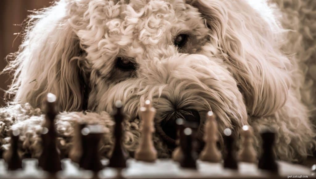 De schaakbewegingen van hondentraining