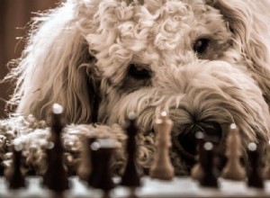 Os movimentos de xadrez do treinamento de cães
