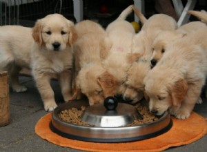 Como alimentar cachorros corretamente