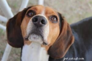 6 consigli per addestrare un cucciolo di Beagle al guinzaglio 