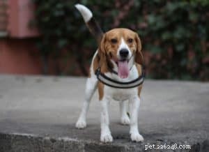 6 conseils pour dresser en laisse un chiot Beagle