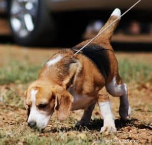 6 tips för koppelträning av en beaglevalp