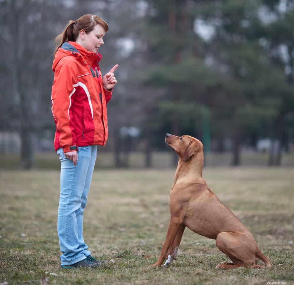 Hur ett besök hos en hundtränare kan hjälpa din valp