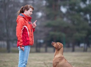 犬のトレーナーを訪ねることがあなたの子犬をどのように助けることができるか 