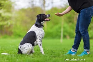 Come visitare un addestratore di cani può aiutare il tuo cucciolo
