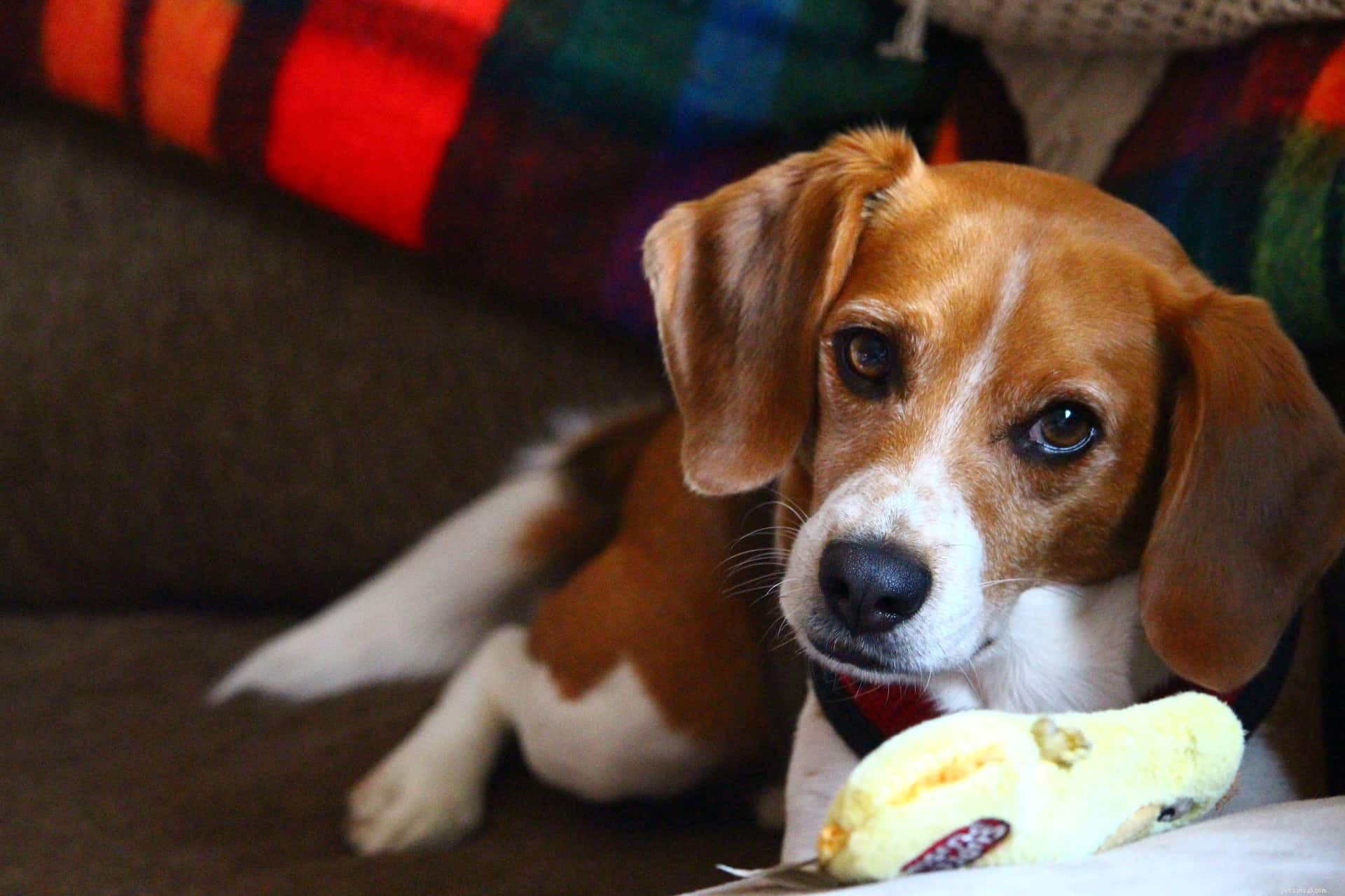 Hoe train je een beagle:7 tips die je moet weten