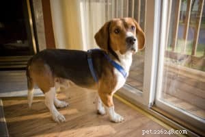 Hoe train je een beagle:7 tips die je moet weten