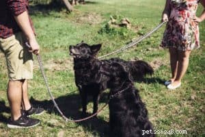 Pourquoi les colliers pour chiens sont-ils importants ?
