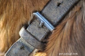 강아지 목걸이가 중요한 이유는 무엇입니까?