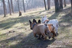 6 tips om mini Franse Bulldogs te trainen