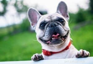 6 consigli per addestrare i mini bulldog francesi