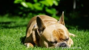 6 tips för att träna franska minibulldoggar