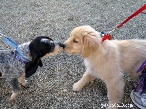 3 conseils de dressage canin pour vous aider à mieux communiquer avec votre chiot
