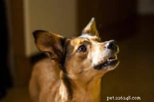 Het  positieve  en  negatieve  van hondentraining