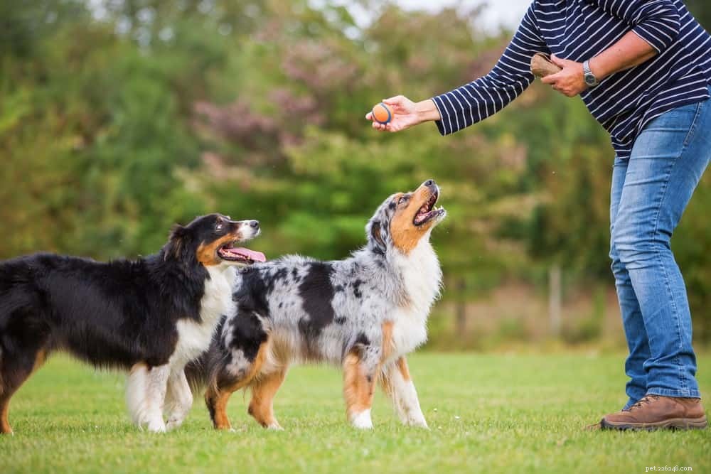 Hoe u uw honden geïnteresseerd kunt houden met de training