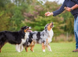 Jak udržet zájem vašich psů o výcvik