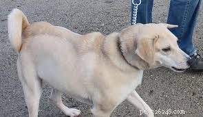 Понимание тайного языка собак:наблюдение за шерстью или мехом собаки