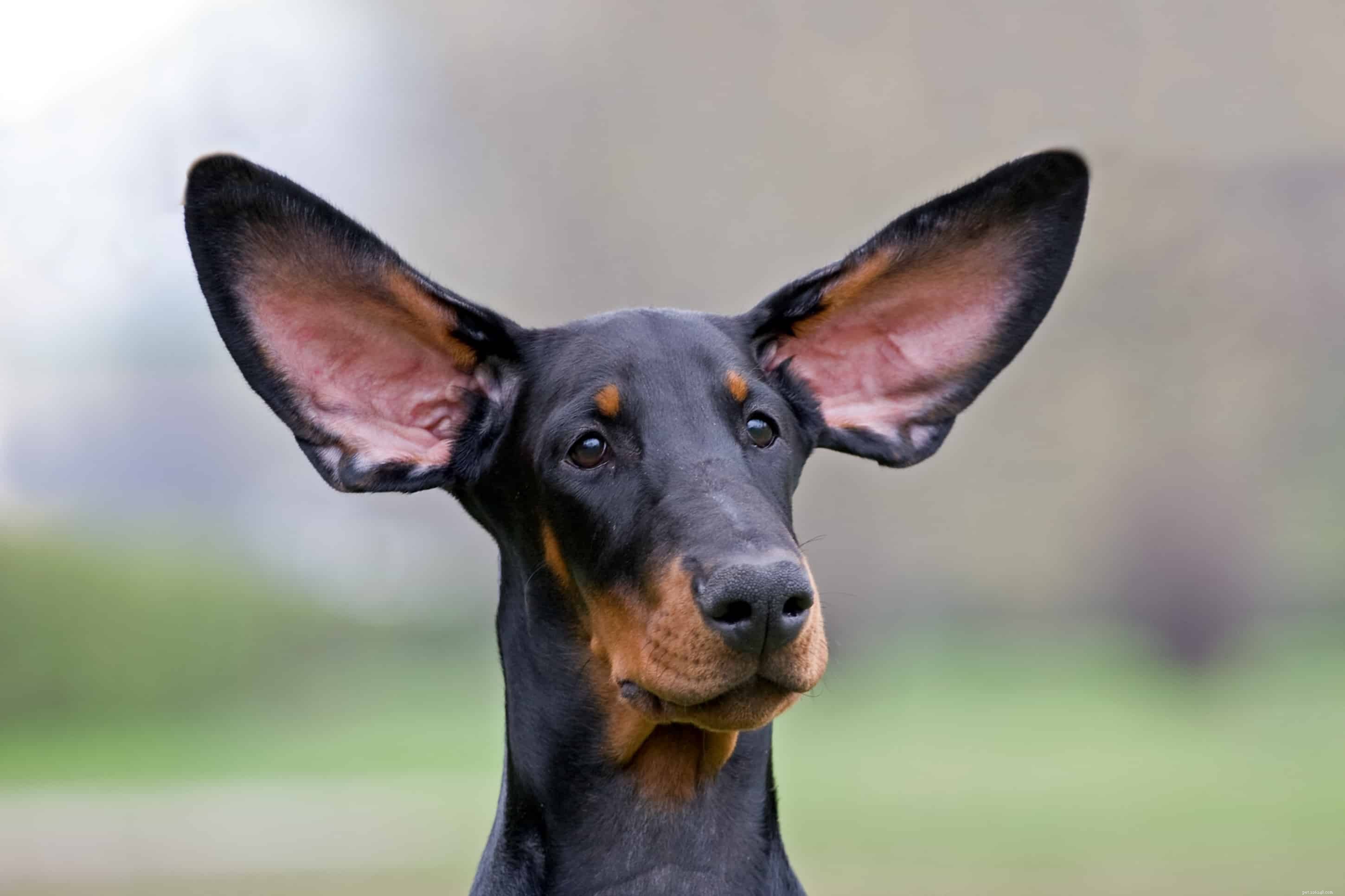 Compreendendo a linguagem secreta dos cães:avaliando as orelhas de um cão