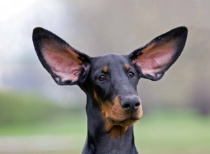 Porozumění tajnému jazyku psů:Hodnocení psích uší