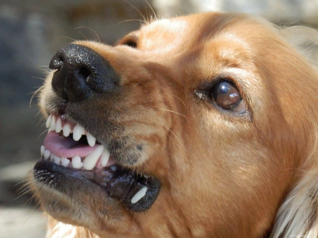 Förstå hundarnas hemliga språk:den dominerande och aggressiva hunden